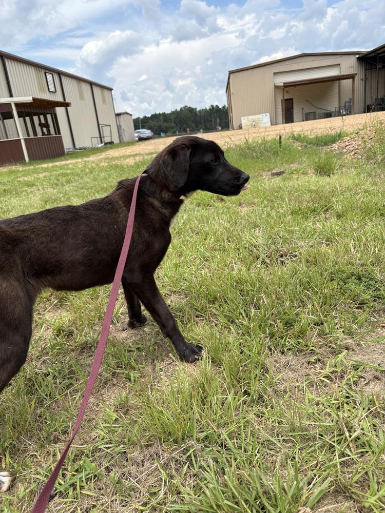 Enlarge Holland, a Adoptable Labrador Retriever in Crystal Springs, MS image 1/6