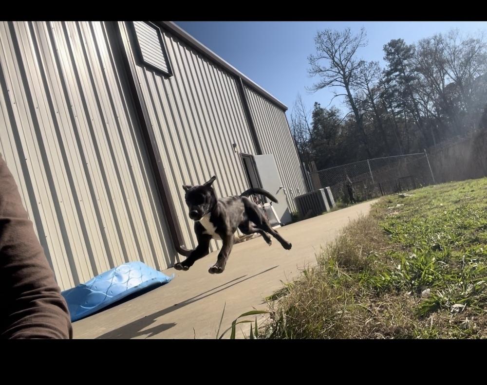 Enlarge Holland, a Adoptable Labrador Retriever in Crystal Springs, MS image 2/6