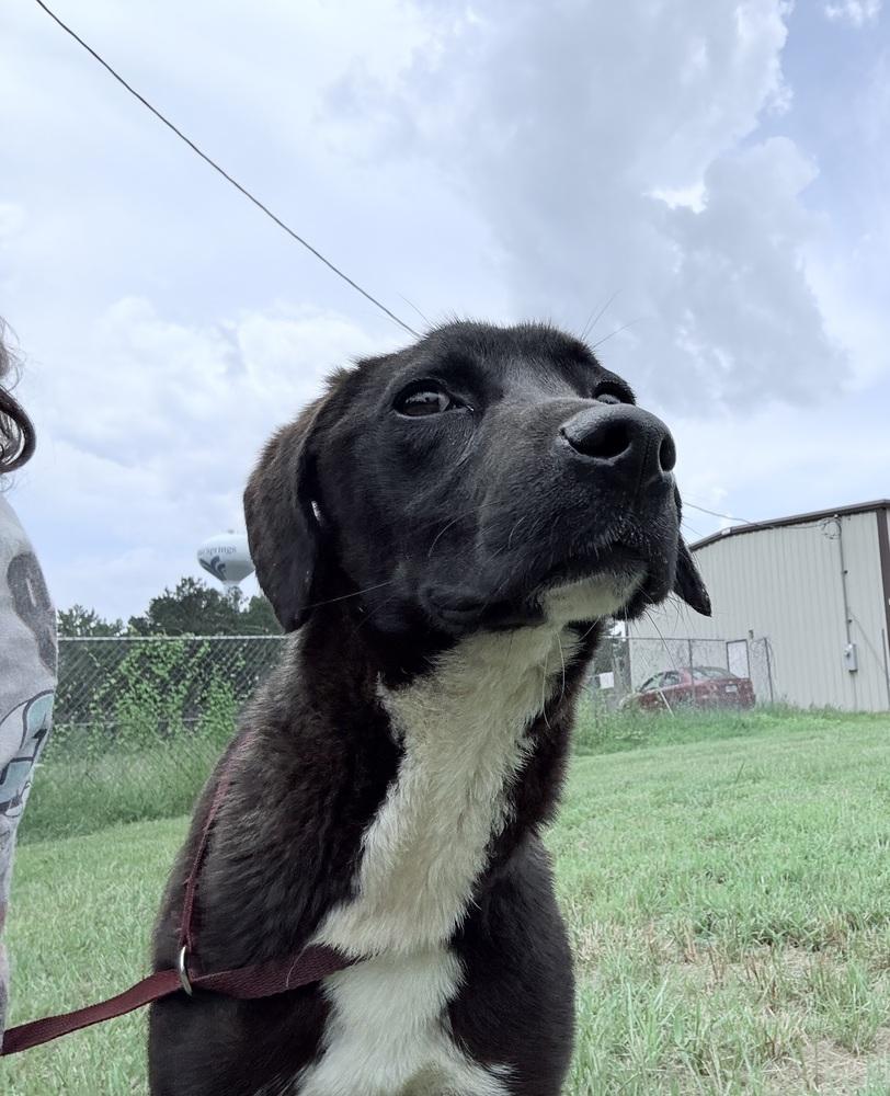 Enlarge Holland, a Adoptable Labrador Retriever in Crystal Springs, MS image 3/6