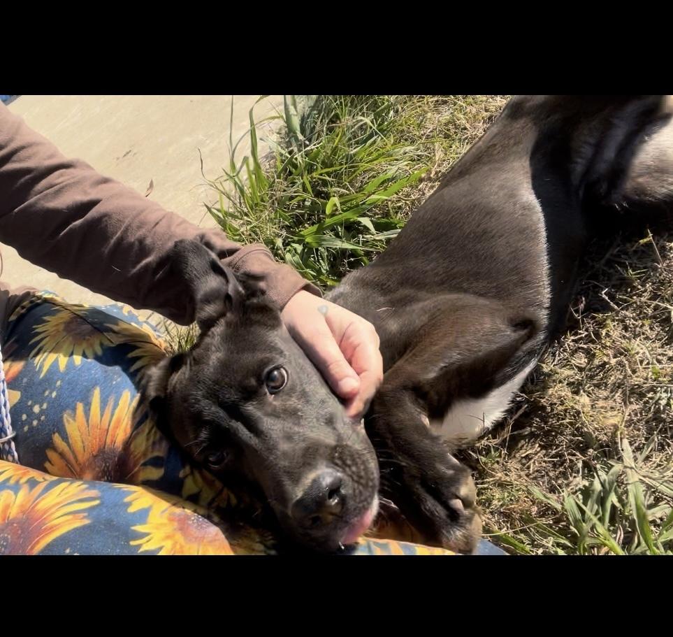 Enlarge Holland, a Adoptable Labrador Retriever in Crystal Springs, MS image 4/6