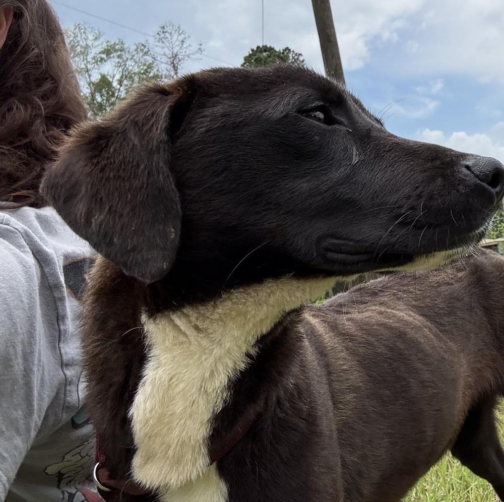 Enlarge Holland, a Adoptable Labrador Retriever in Crystal Springs, MS image 5/6