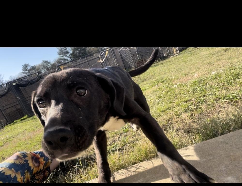 Enlarge Holland, a Adoptable Labrador Retriever in Crystal Springs, MS image 6/6