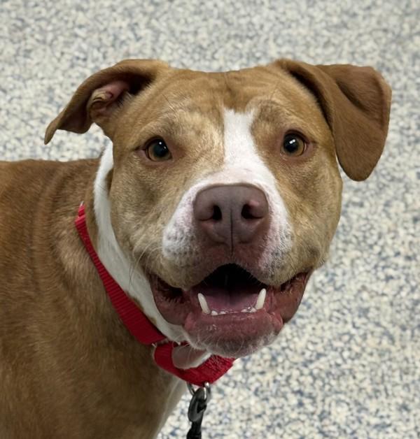 Bama, Adoptable, Adult Female Pit Bull Terrier.