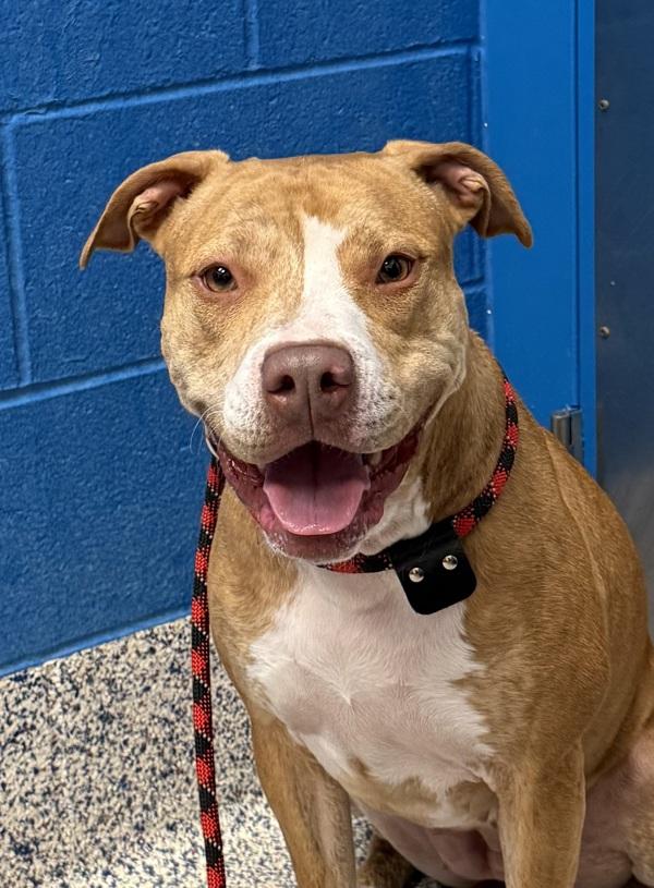 Enlarge Bama, a Adoptable mixed breed in Golden, CO image 2/4