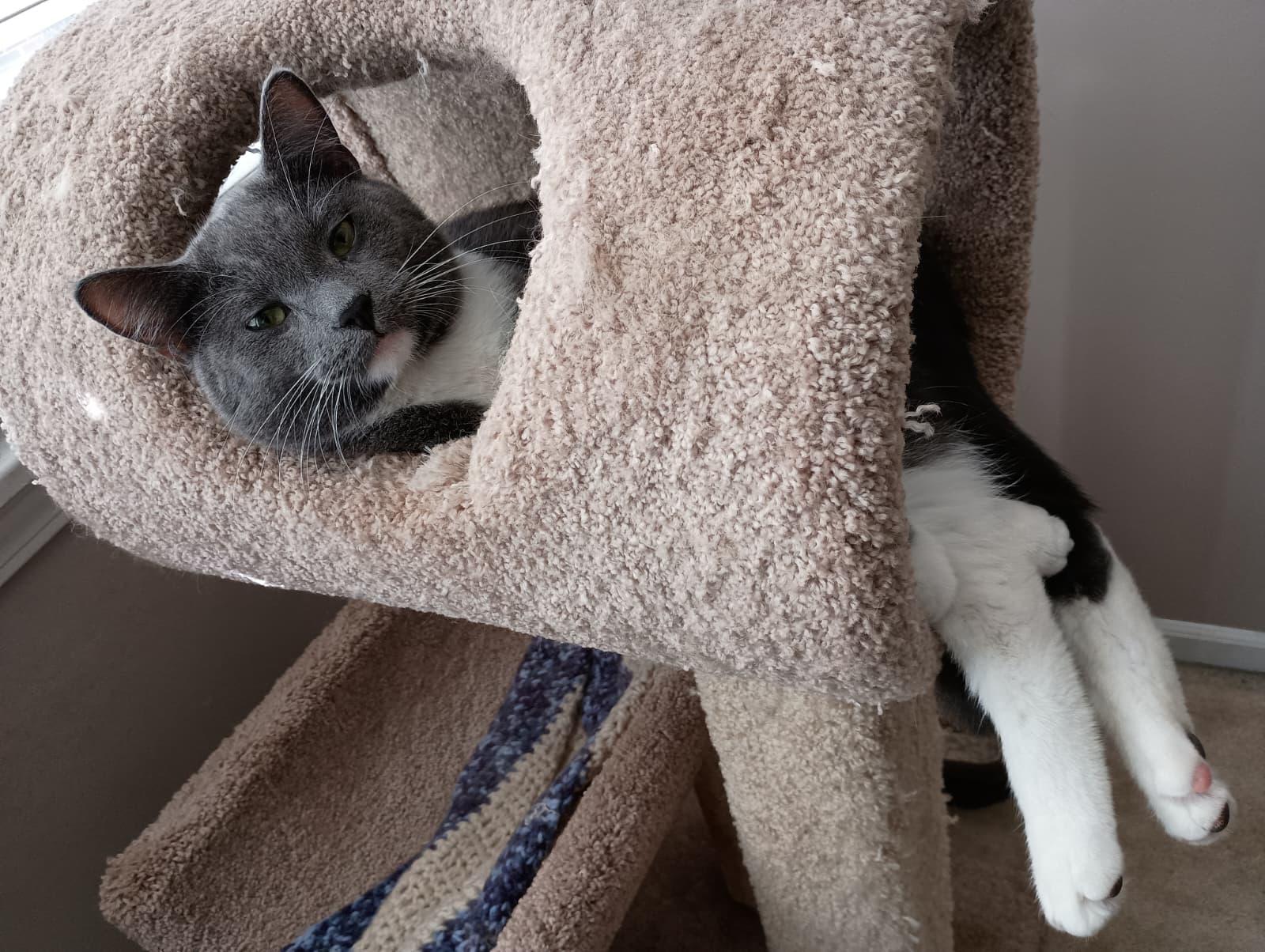 Enlarge Neptune, a ADOPTABLE Domestic Medium Hair in Oak Forest, IL image 4/4