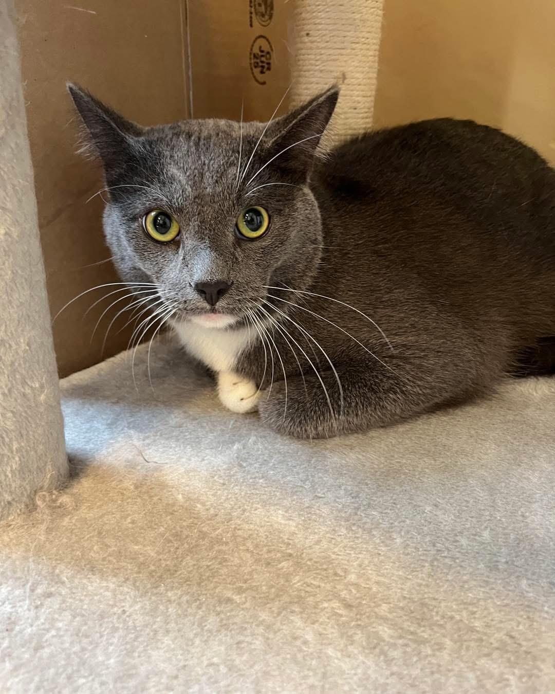 Enlarge Neptune, a ADOPTABLE Domestic Medium Hair in Oak Forest, IL image 2/4