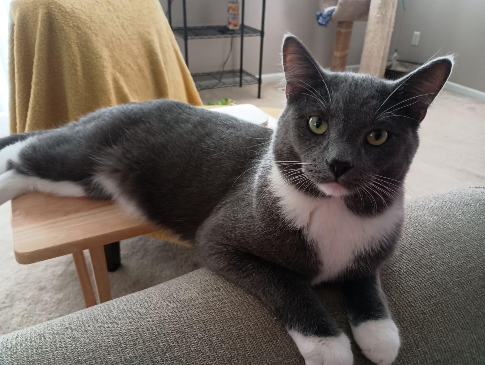 Enlarge Neptune, a ADOPTABLE Domestic Medium Hair in Oak Forest, IL image 1/4