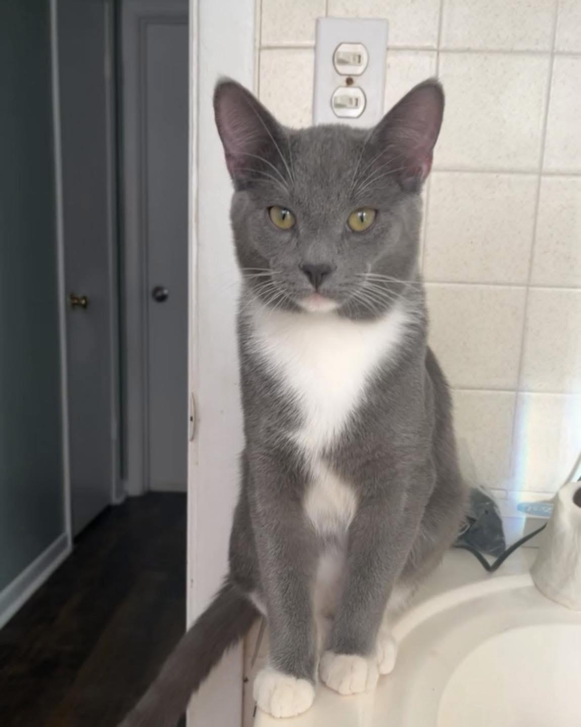 Enlarge Neptune, a ADOPTABLE Domestic Medium Hair in Oak Forest, IL image 3/4