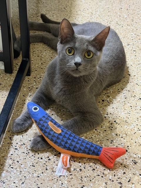 Hollie, Adoptable, Adult Female Domestic Short Hair.