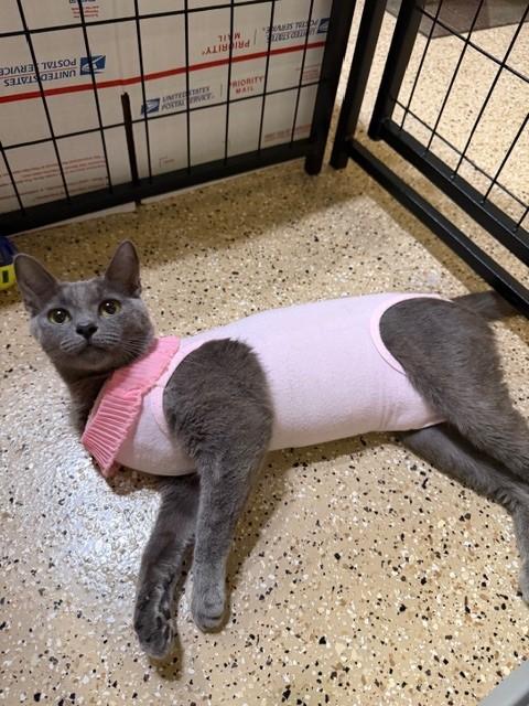 Enlarge Hollie, a Adoptable mixed breed in Mesa, AZ image 3/6