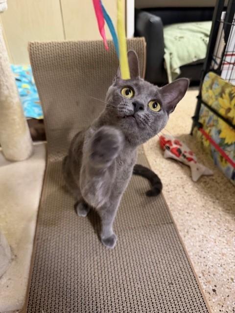 Hollie, Adoptable, Adult Female Domestic Short Hair.