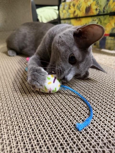 Enlarge Hollie, a Adoptable mixed breed in Mesa, AZ image 6/6