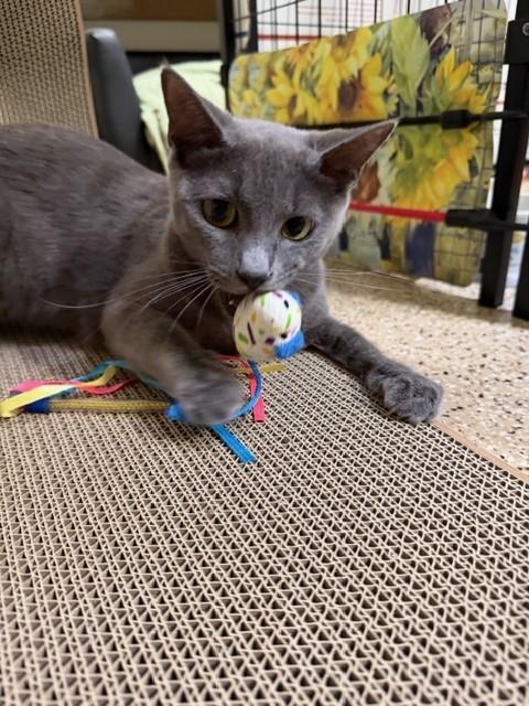 Enlarge Hollie, a Adoptable mixed breed in Mesa, AZ image 5/6