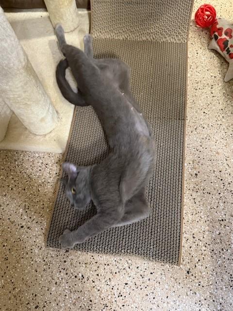 Enlarge Hollie, a Adoptable mixed breed in Mesa, AZ image 4/6