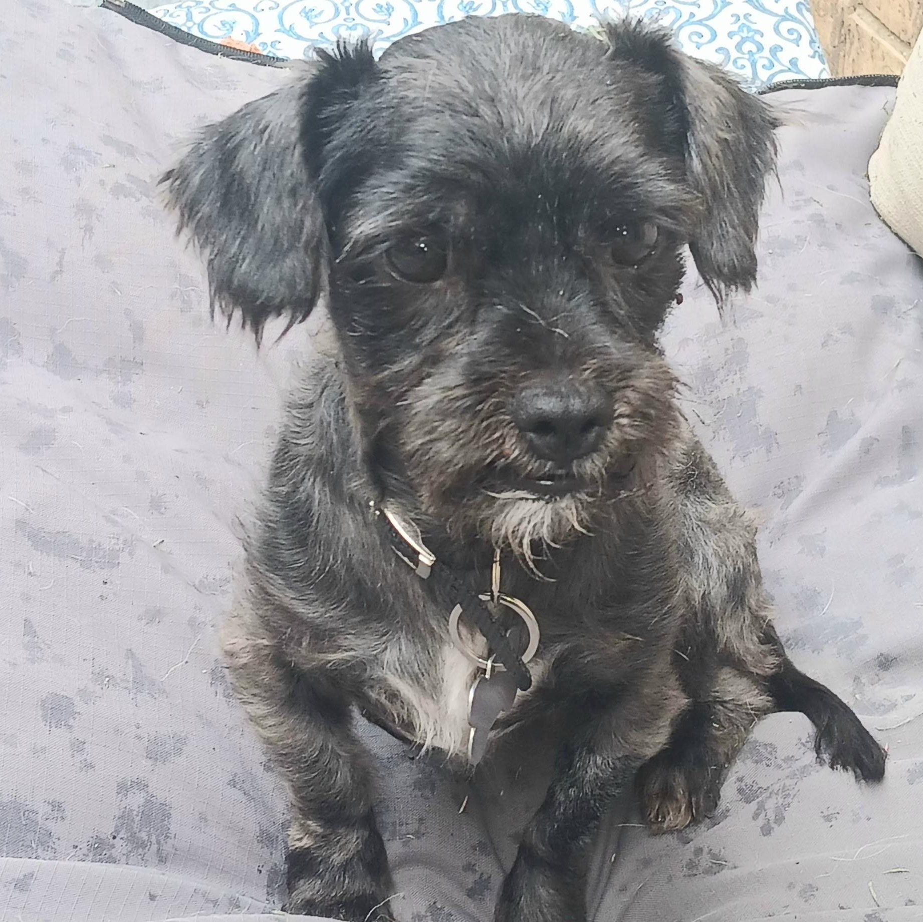 Winston Wiggles, adopted, Adult Male Miniature Poodle & Miniature Schnauzer.