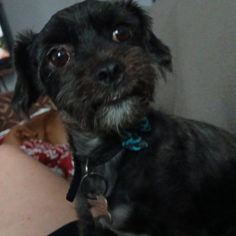 Winston Wiggles, an adopted mixed breed in Plano, TX image 2/3