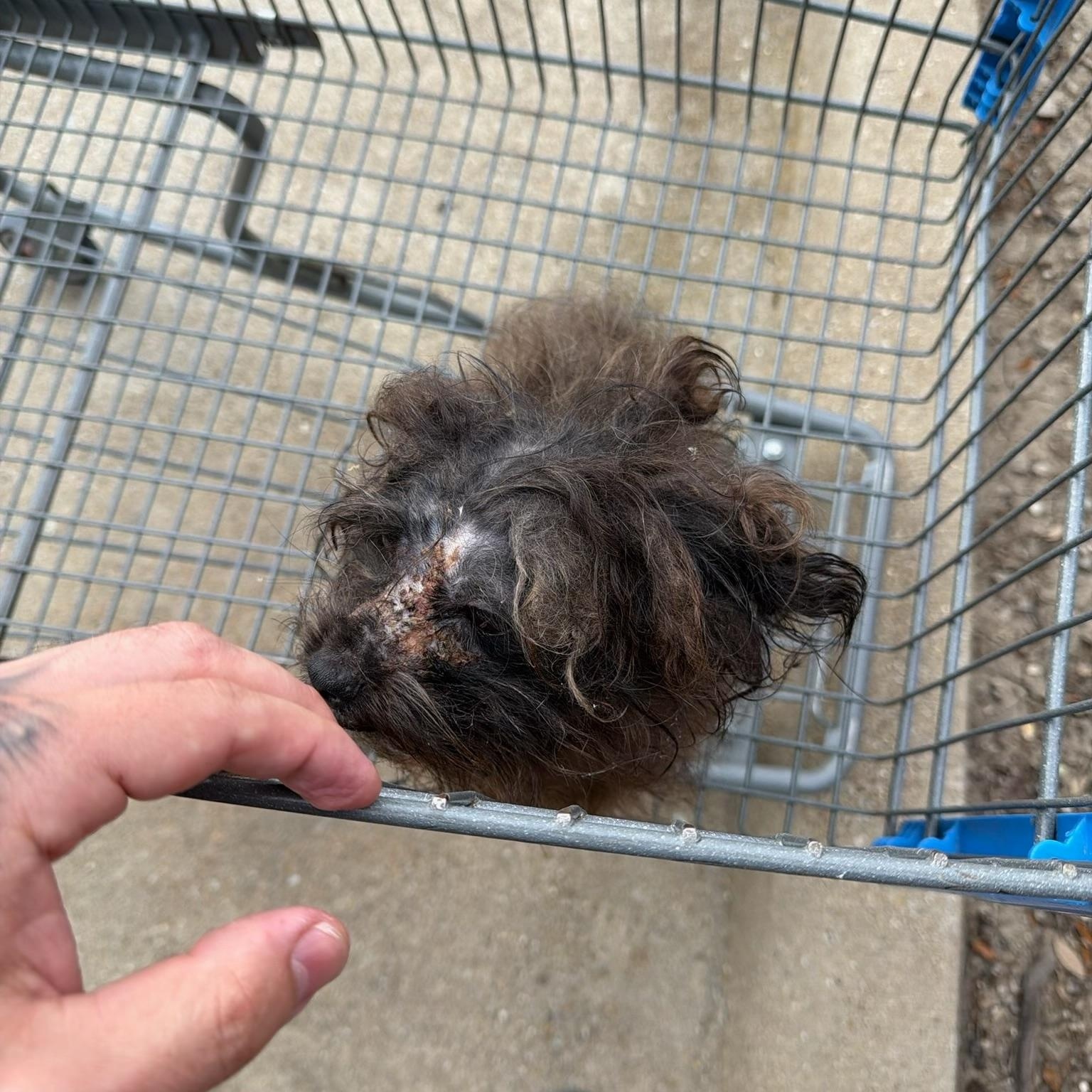 Winston Wiggles, an adopted mixed breed in Plano, TX image 3/3