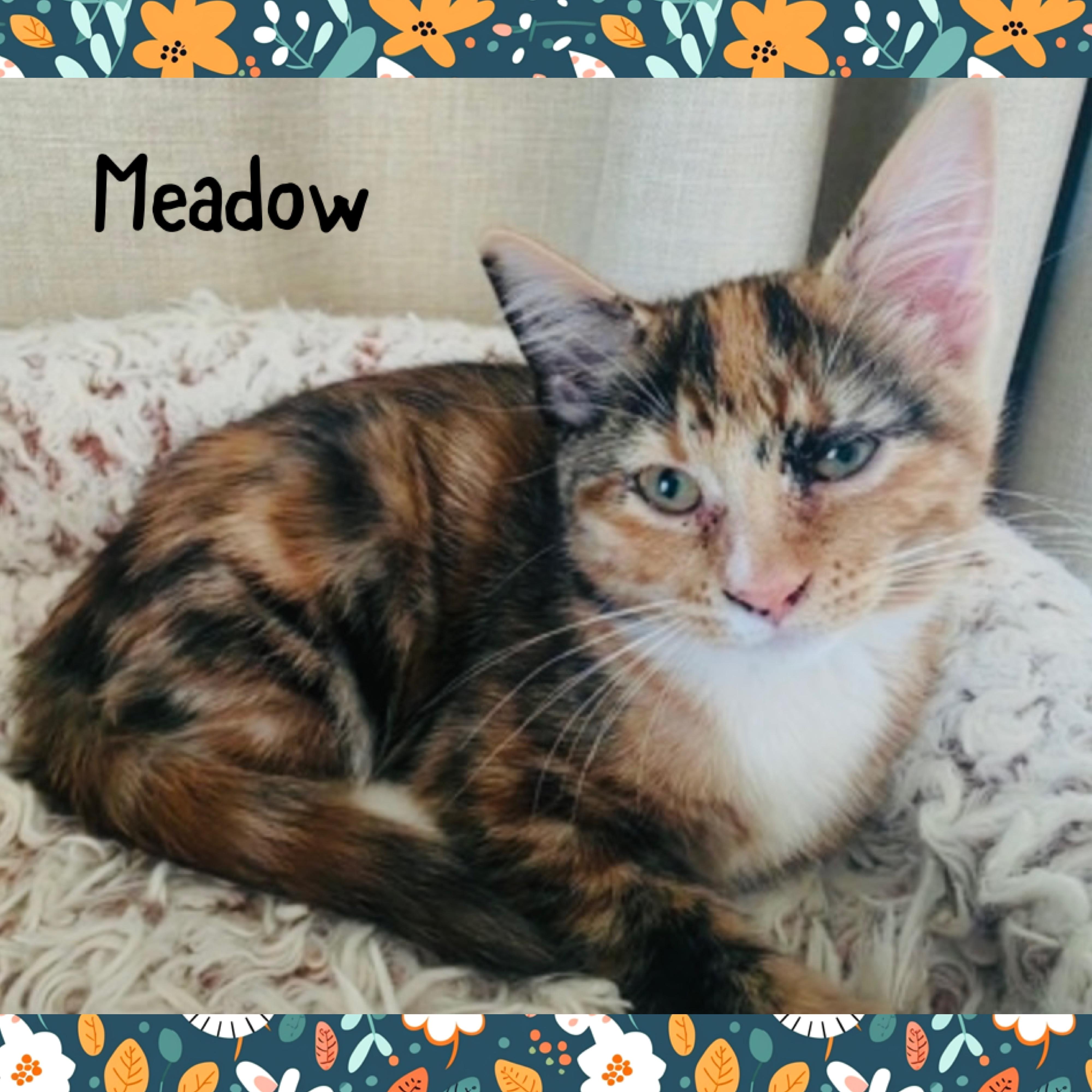 Meadow, adopted, Kitten Female Domestic Short Hair.