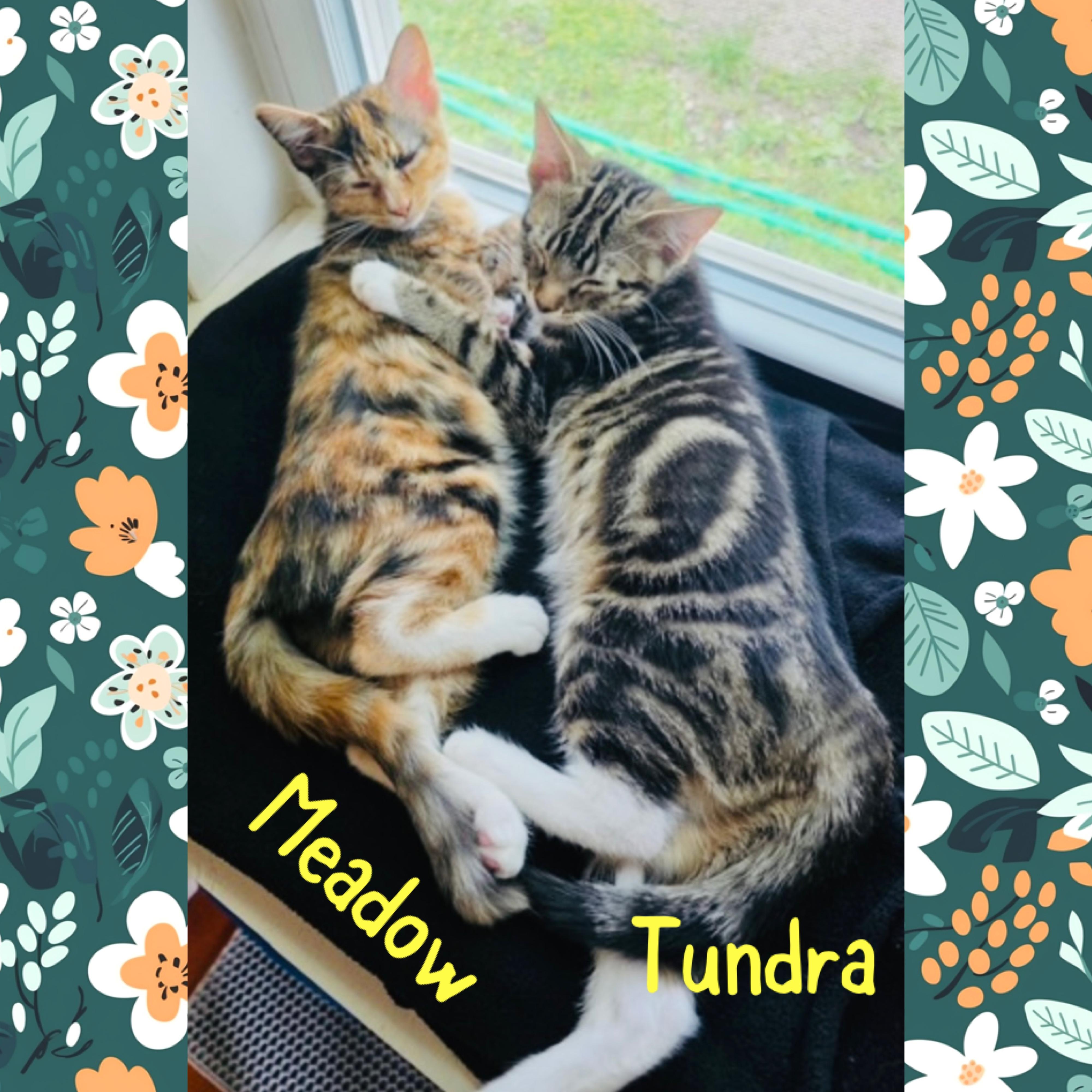 Meadow, an adopted mixed breed in Red Lodge, MT image 3/4