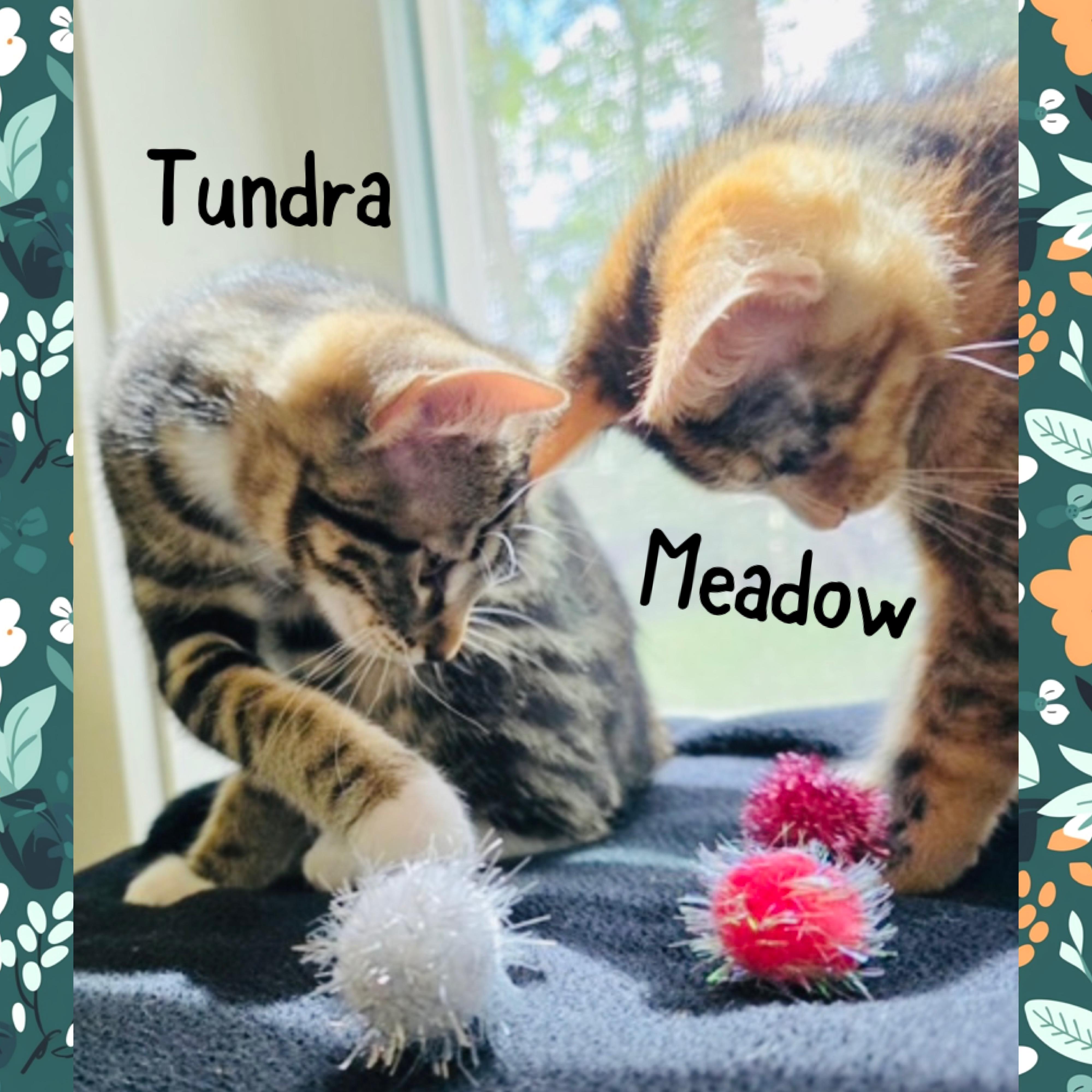 Meadow, an adopted mixed breed in Red Lodge, MT image 4/4