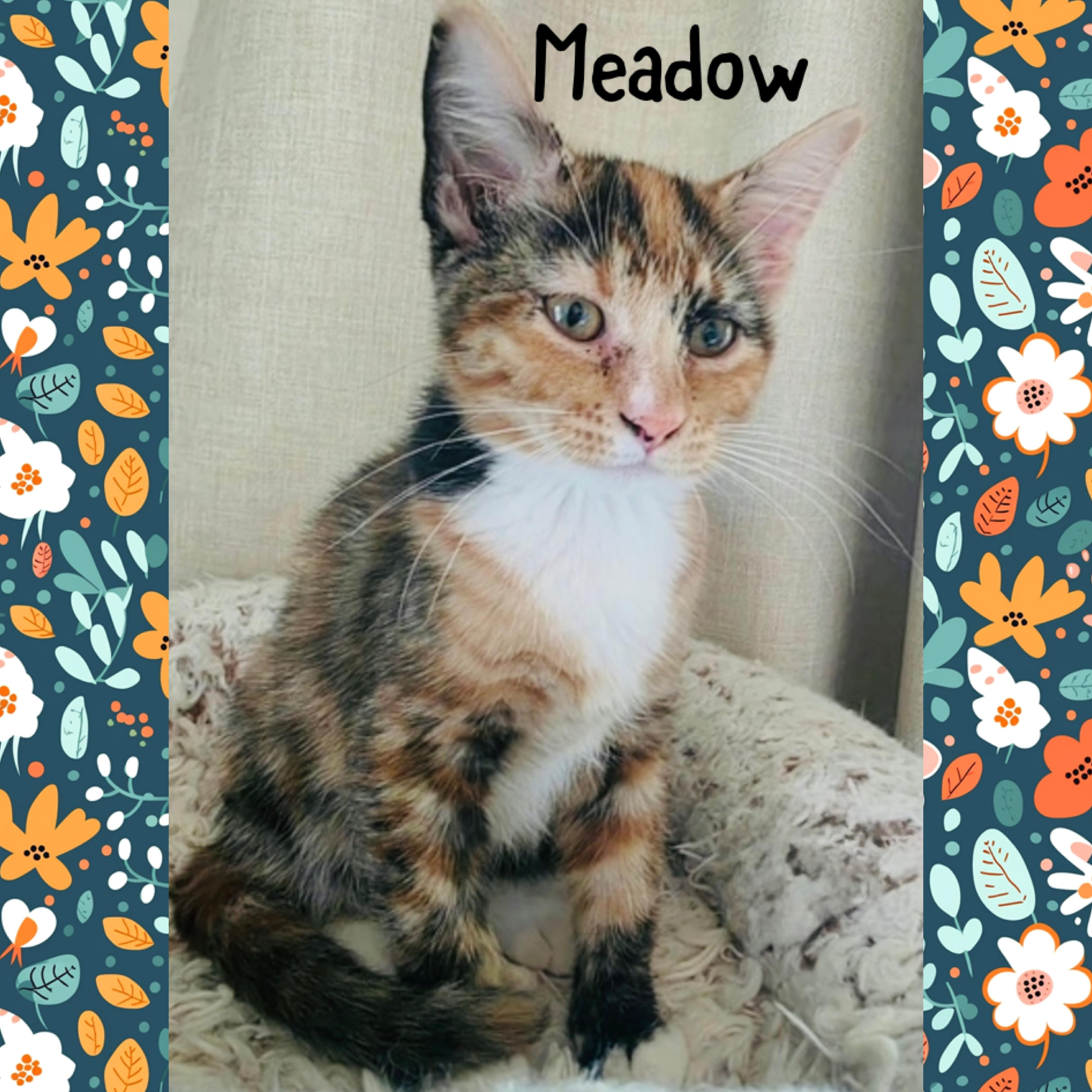 Meadow, an adopted mixed breed in Red Lodge, MT image 2/4