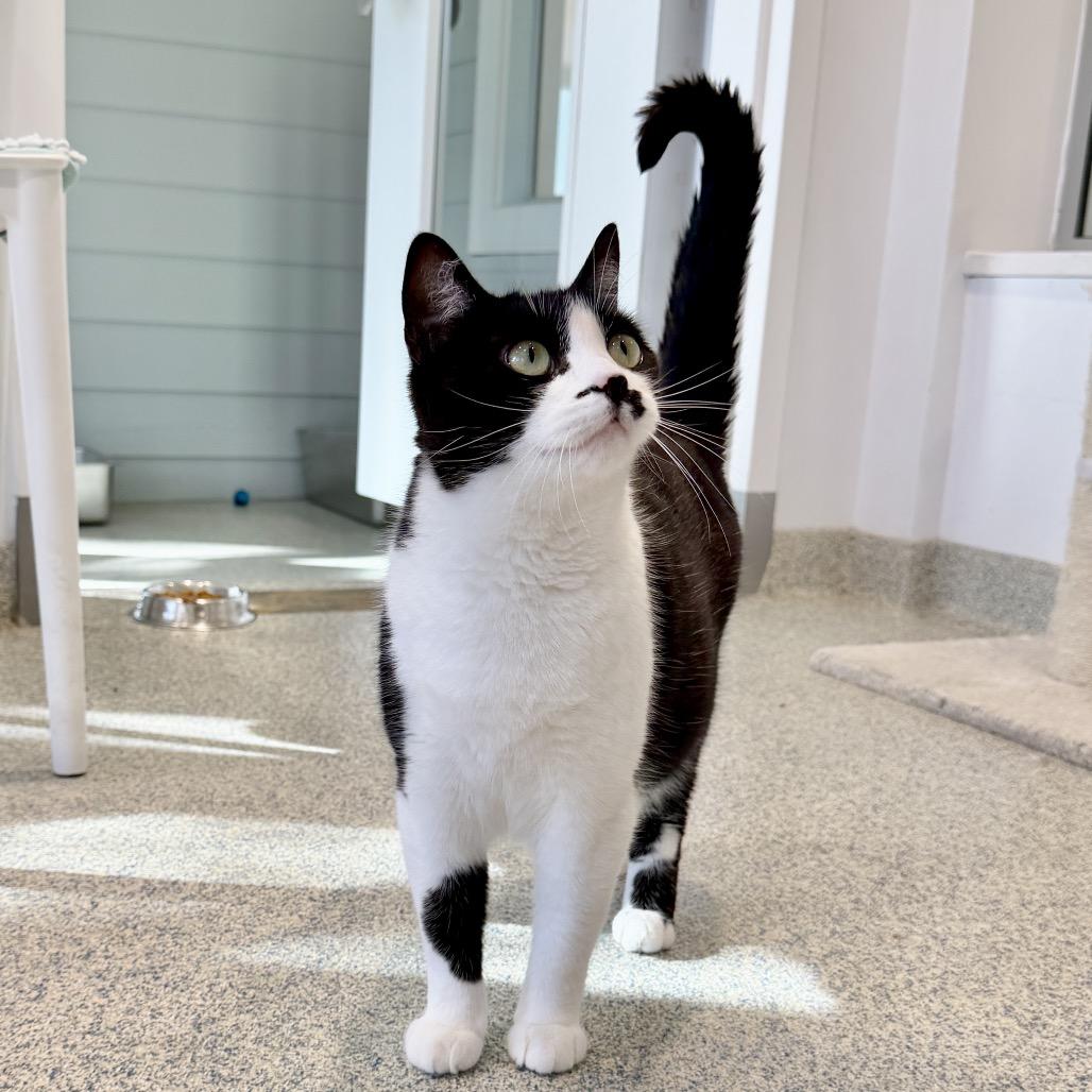 Light Fury, a Adoptable Domestic Short Hair in East Hampton, NY image 1/6