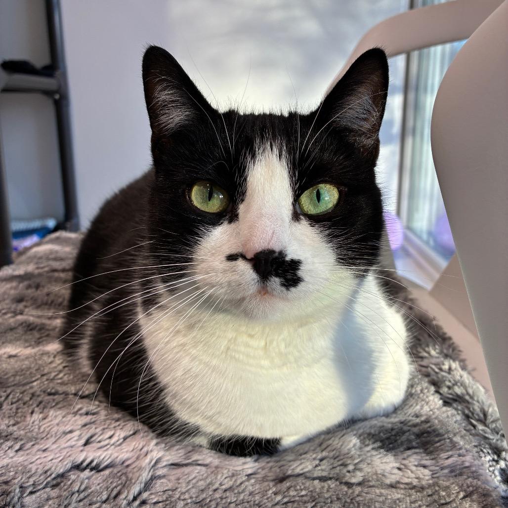 Light Fury, a Adoptable Domestic Short Hair in East Hampton, NY image 2/6