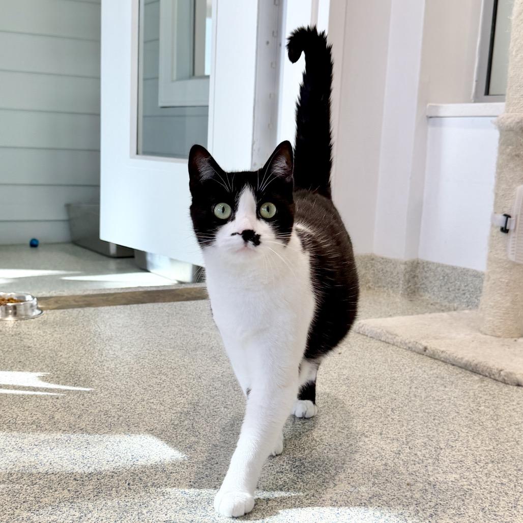 Light Fury, a Adoptable Domestic Short Hair in East Hampton, NY image 3/6