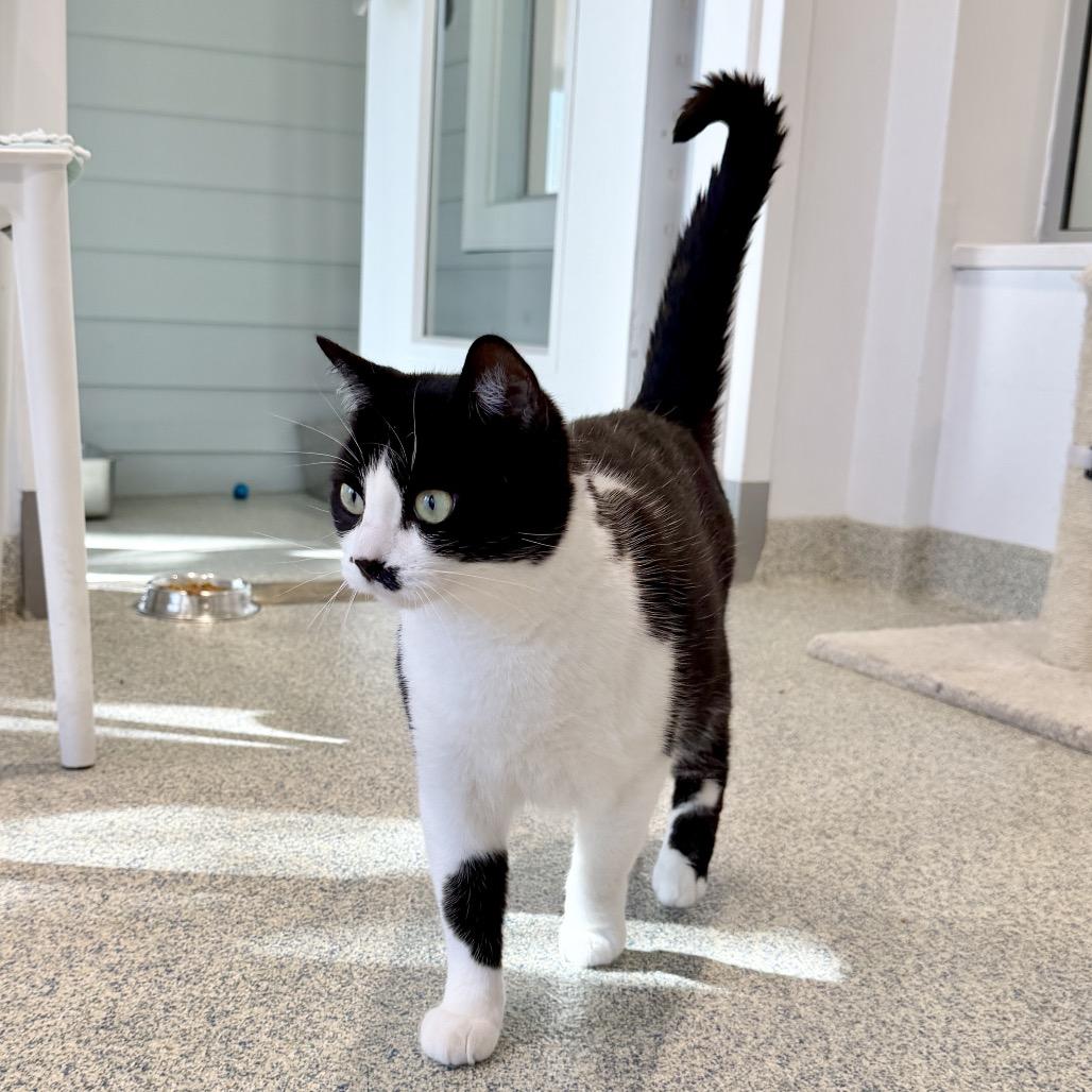 Light Fury, a Adoptable Domestic Short Hair in East Hampton, NY image 4/6