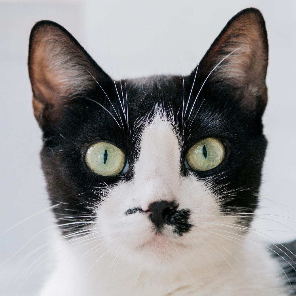 Light Fury, a Adoptable Domestic Short Hair in East Hampton, NY image 5/6