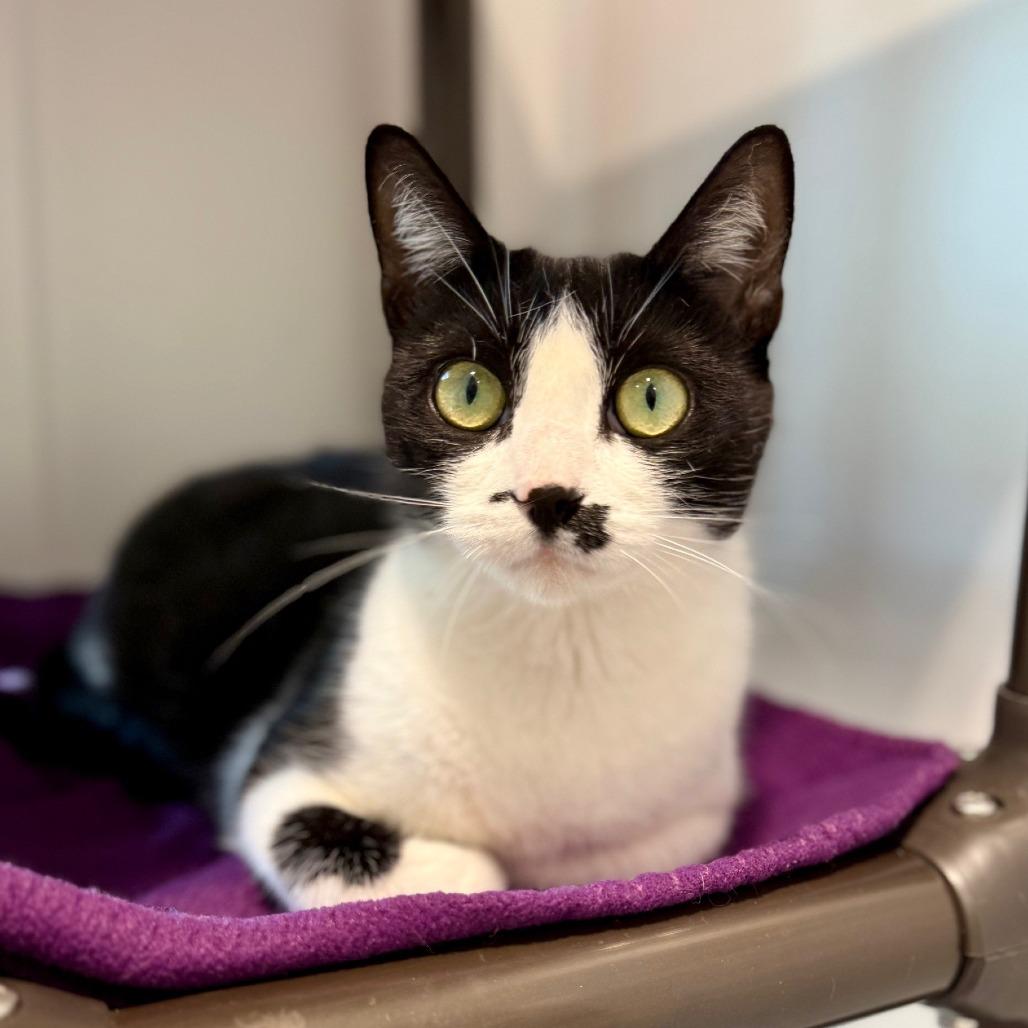 Light Fury, a Adoptable Domestic Short Hair in East Hampton, NY image 6/6