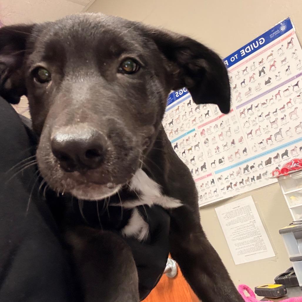 Enlarge bear claw, a Adoptable mixed breed in Yuma, AZ image 1/1