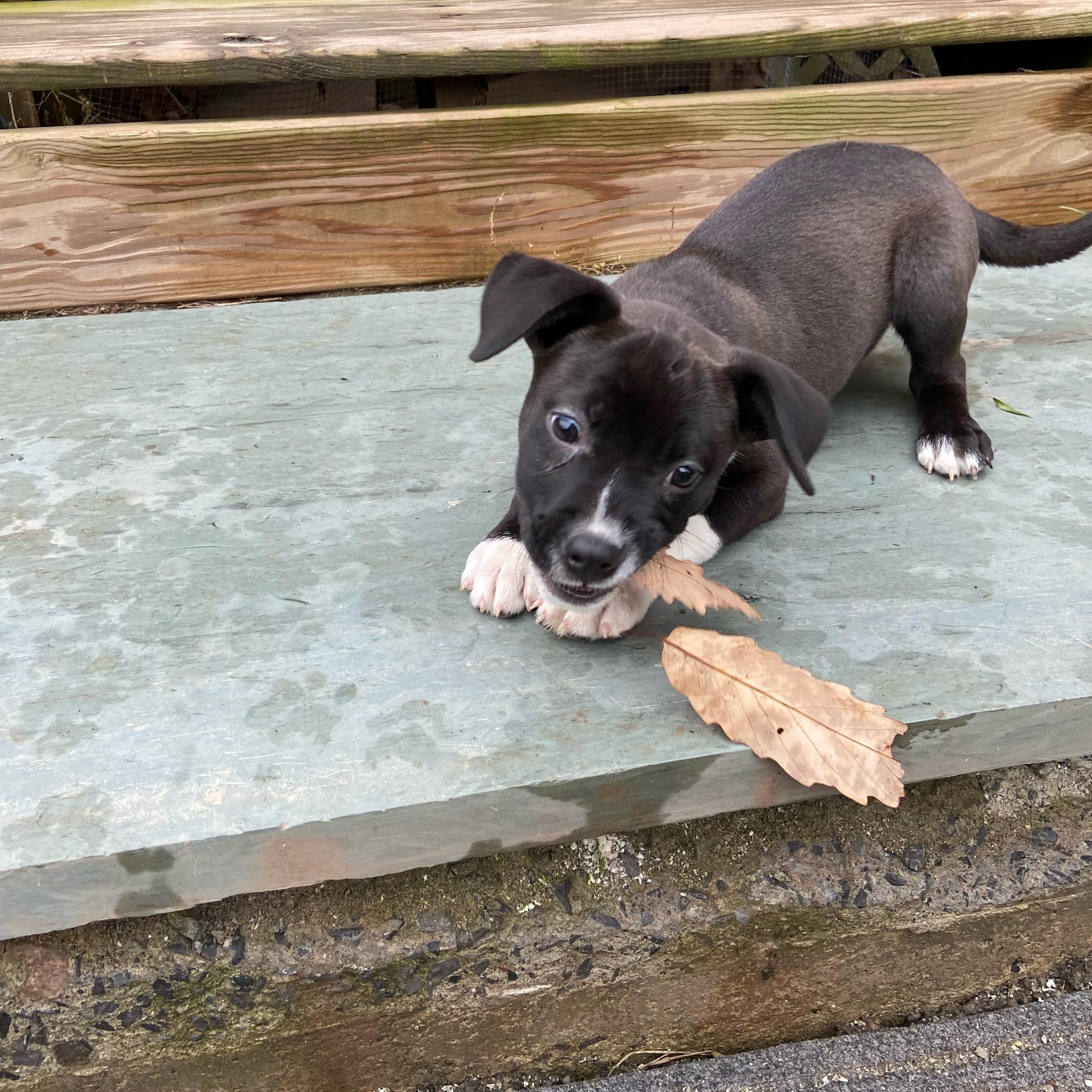 Enlarge Dory, a Adoptable mixed breed in Cornwallville, NY image 2/5