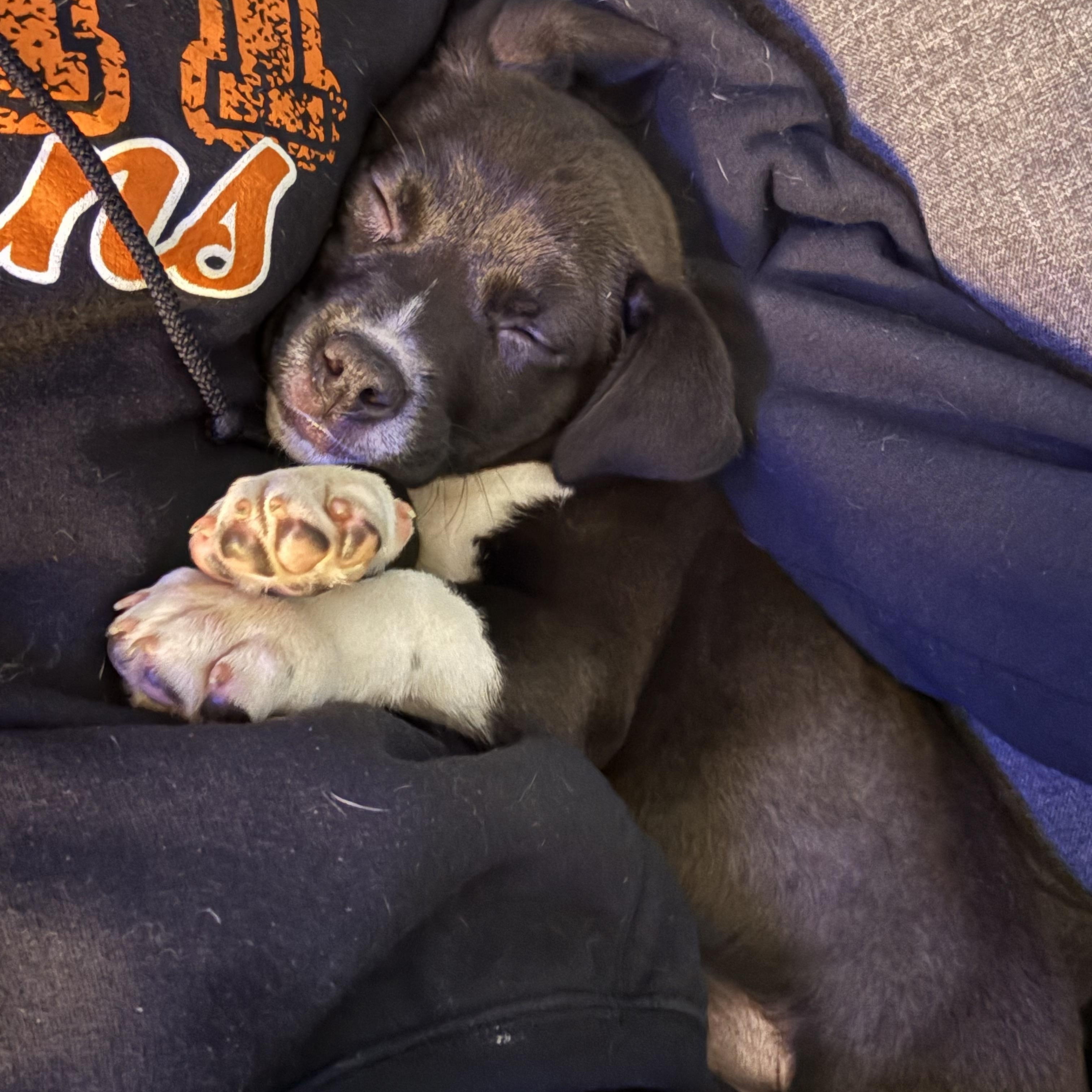 Enlarge Dory, a Adoptable mixed breed in Cornwallville, NY image 5/5