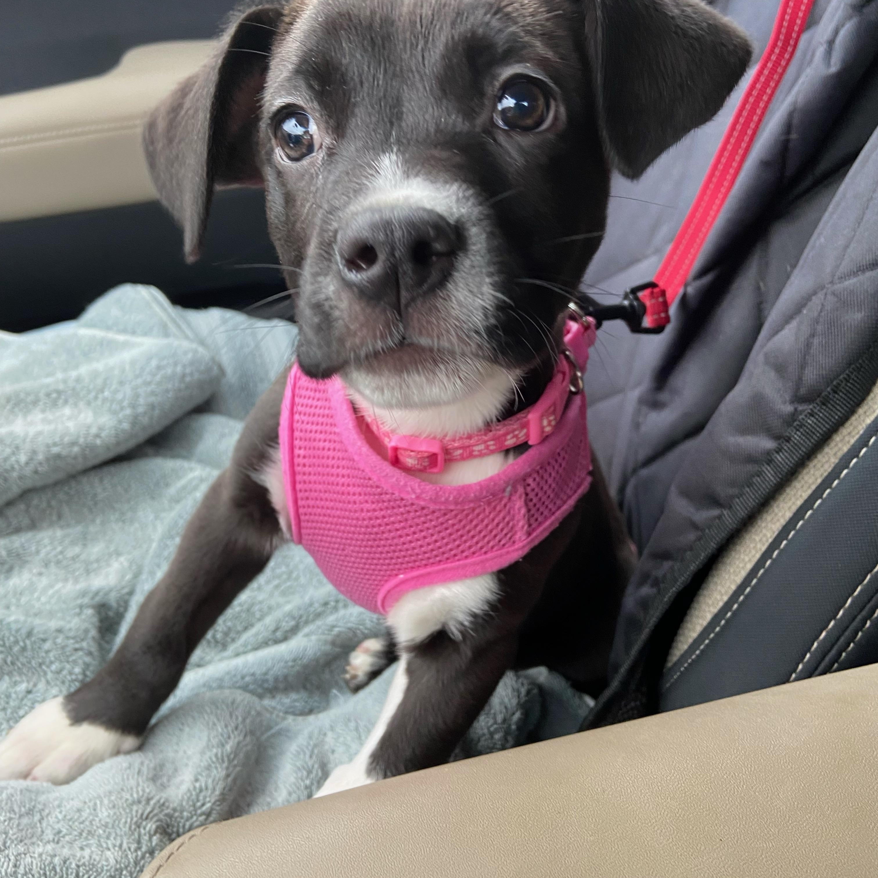 Enlarge Dory, a Adoptable mixed breed in Cornwallville, NY image 3/5