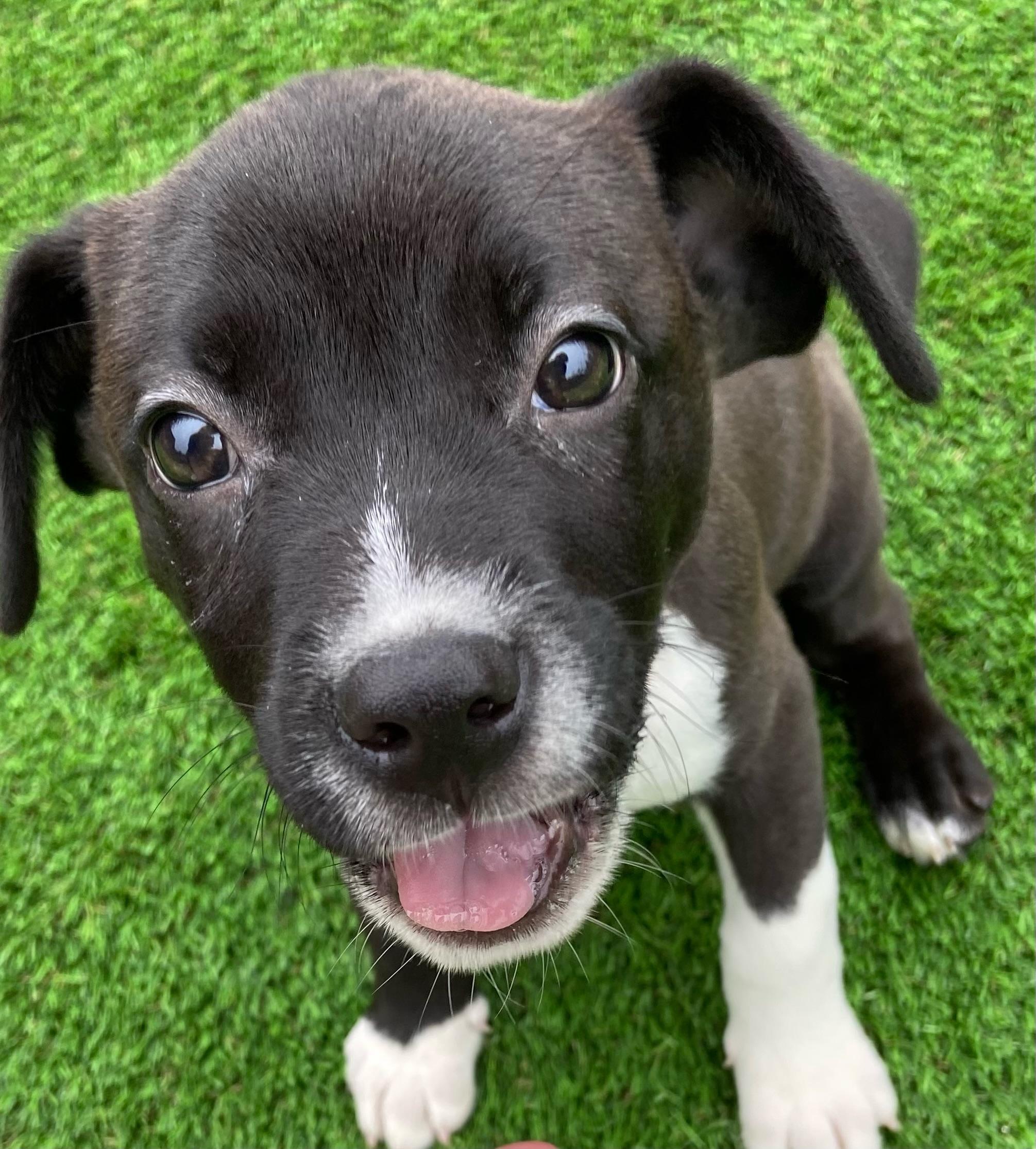Enlarge Dory, a Adoptable mixed breed in Cornwallville, NY image 4/5