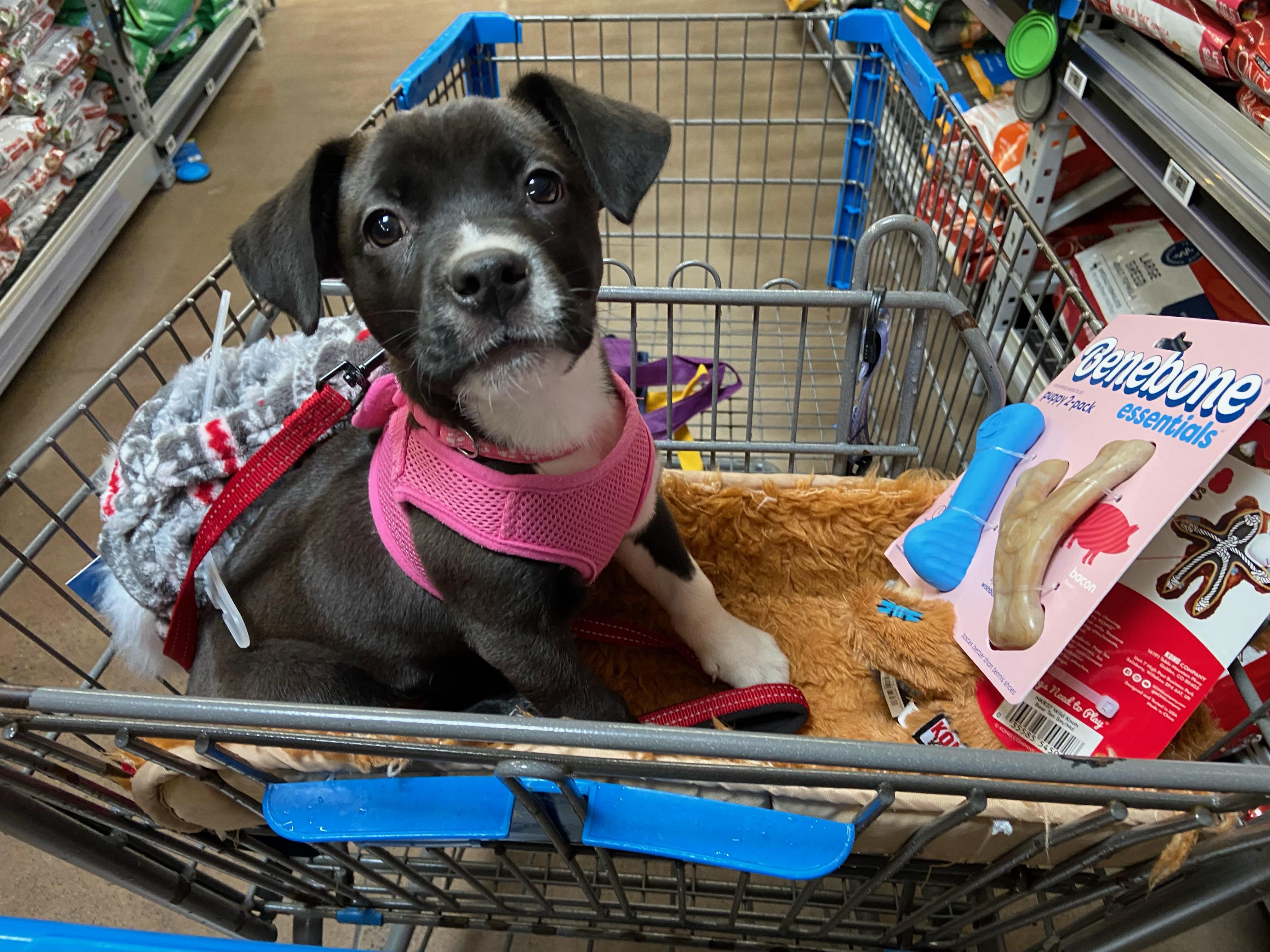 Enlarge Dory, a Adoptable mixed breed in Cornwallville, NY image 1/5