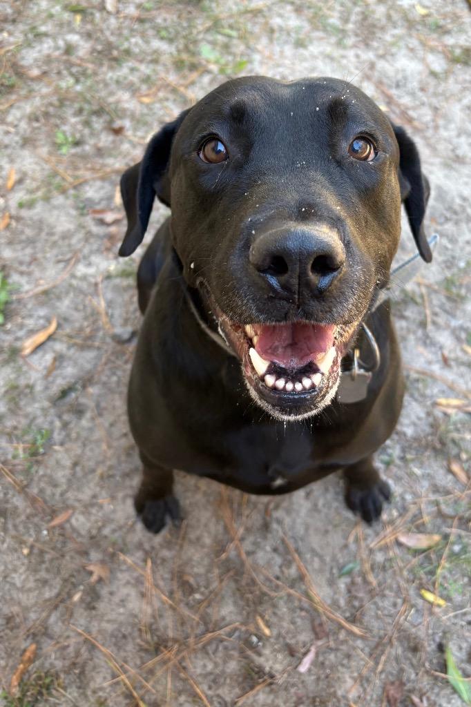 Enlarge Wheeler, a Adoptable Labrador Retriever in Springfield, GA image 1/1
