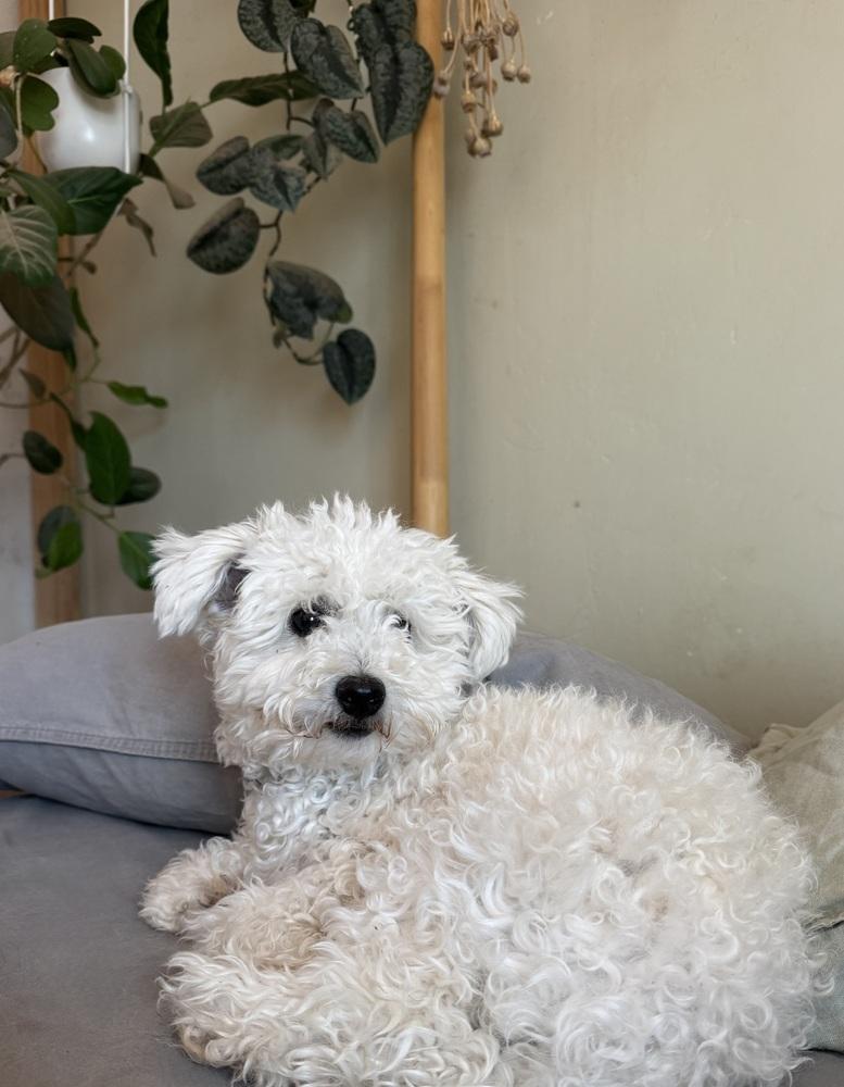 Enlarge Toby, a Adoptable Poodle in Tucson, AZ image 1/2