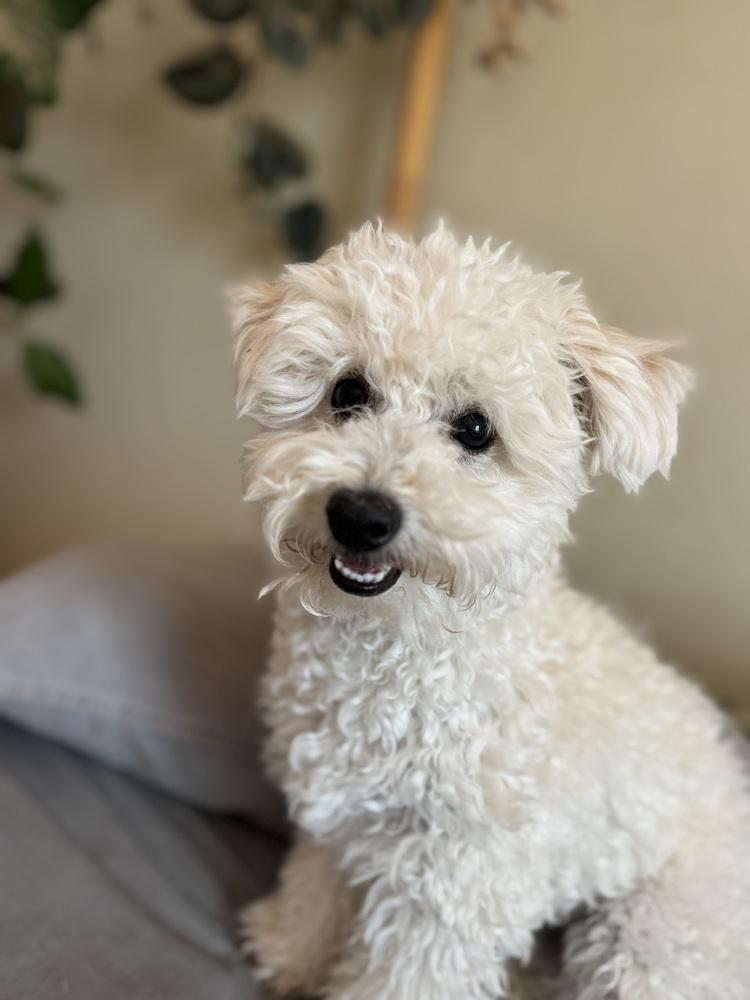 Enlarge Toby, a Adoptable Poodle in Tucson, AZ image 2/2