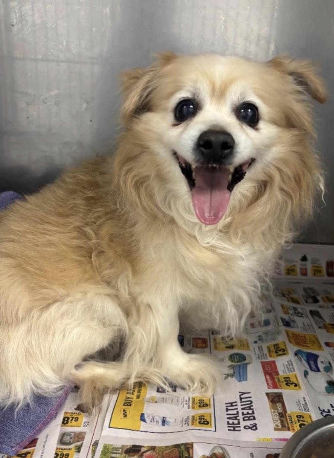 Enlarge Buddy, a Adoptable mixed breed in Hillsborough, NC image 2/2