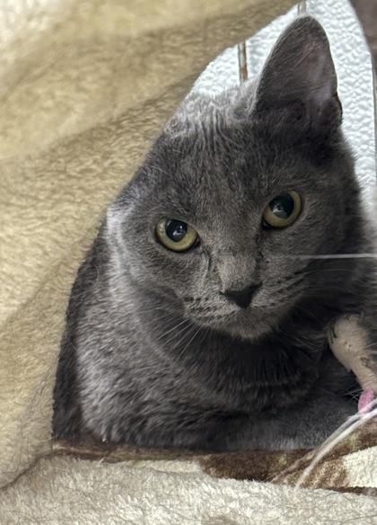 Treats Girl, Adoptable, Adult Female Domestic Short Hair & Domestic Short Hair.