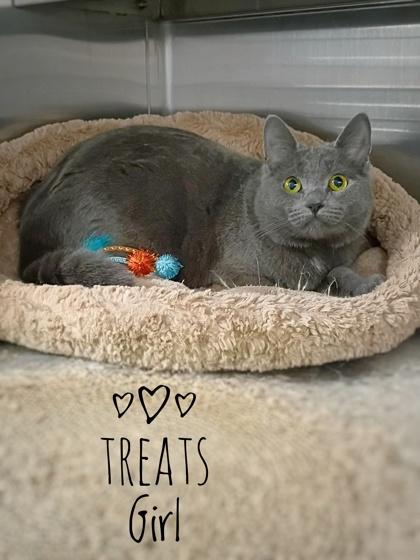 Enlarge Treats Girl, a Adoptable Domestic Short Hair in Rhinelander, WI image 2/2