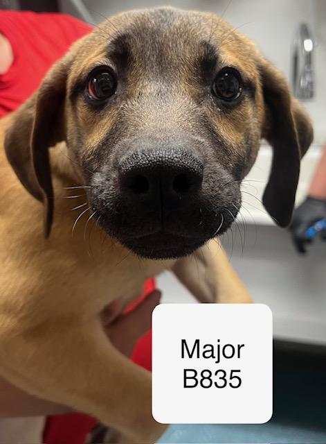 Enlarge Major , a ADOPTABLE mixed breed in Morganton, NC image 1/1