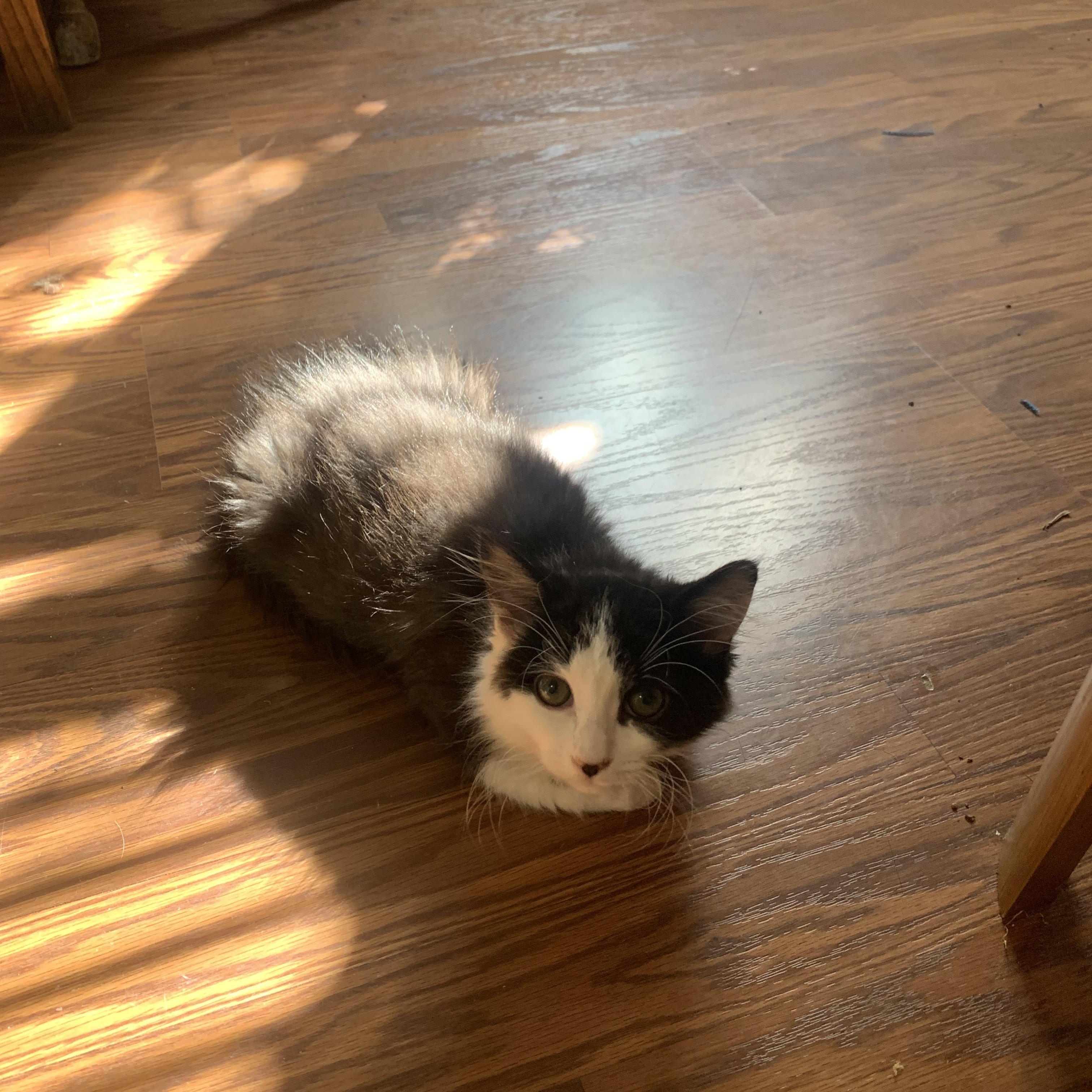Enlarge Diesel, a Adoptable Domestic Short Hair in Davis, CA image 2/5