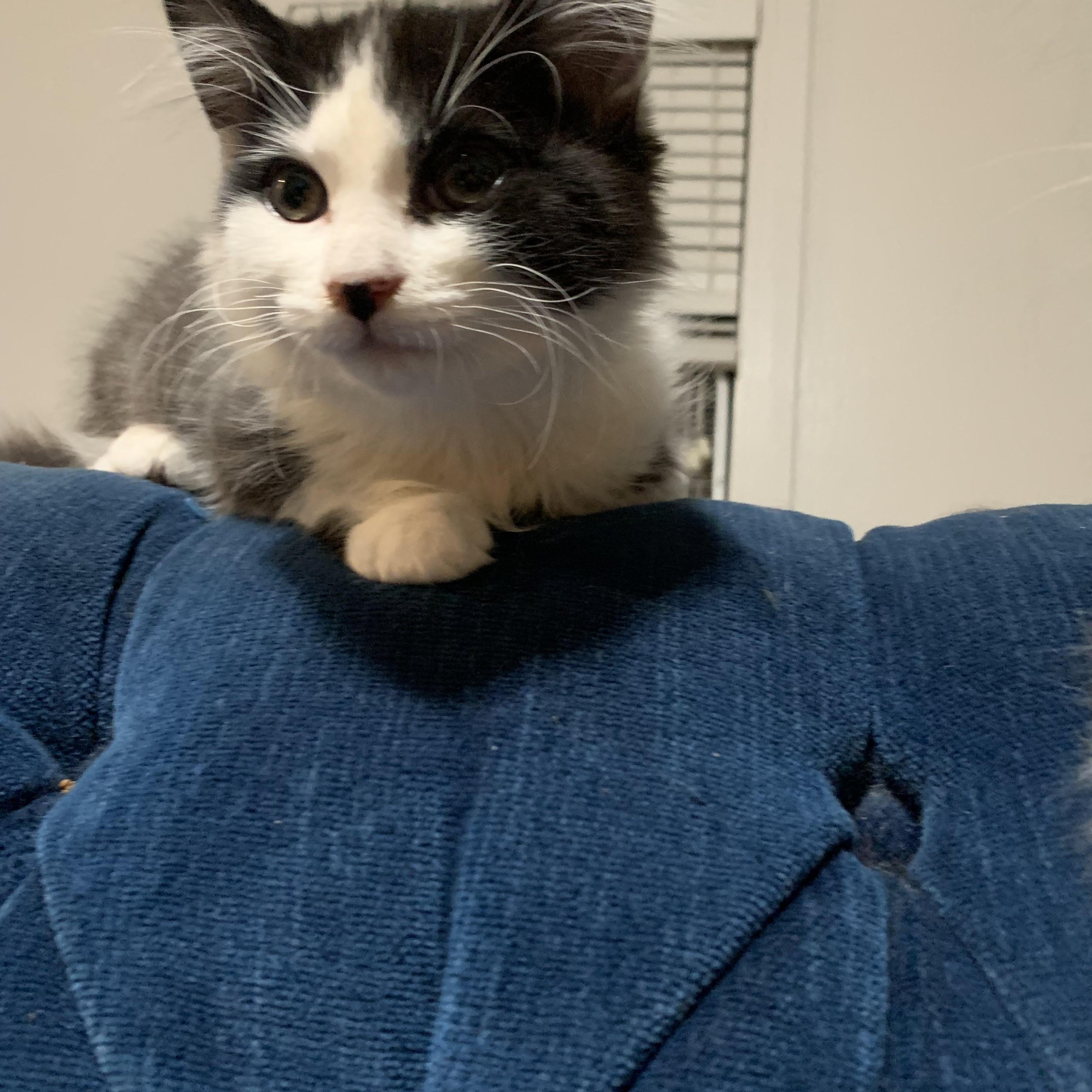 Enlarge Diesel, a Adoptable Domestic Short Hair in Davis, CA image 4/5