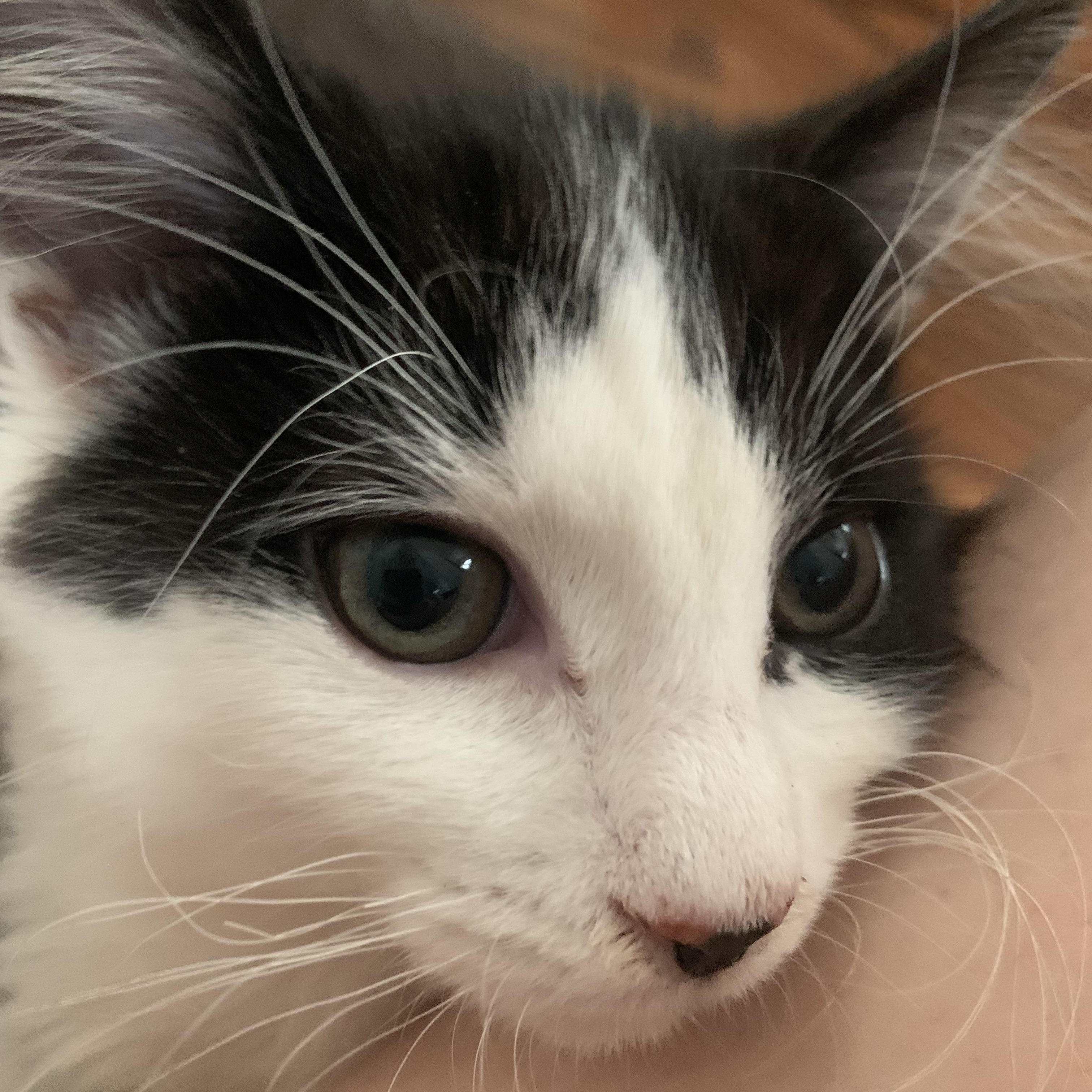 Enlarge Diesel, a Adoptable Domestic Short Hair in Davis, CA image 5/5