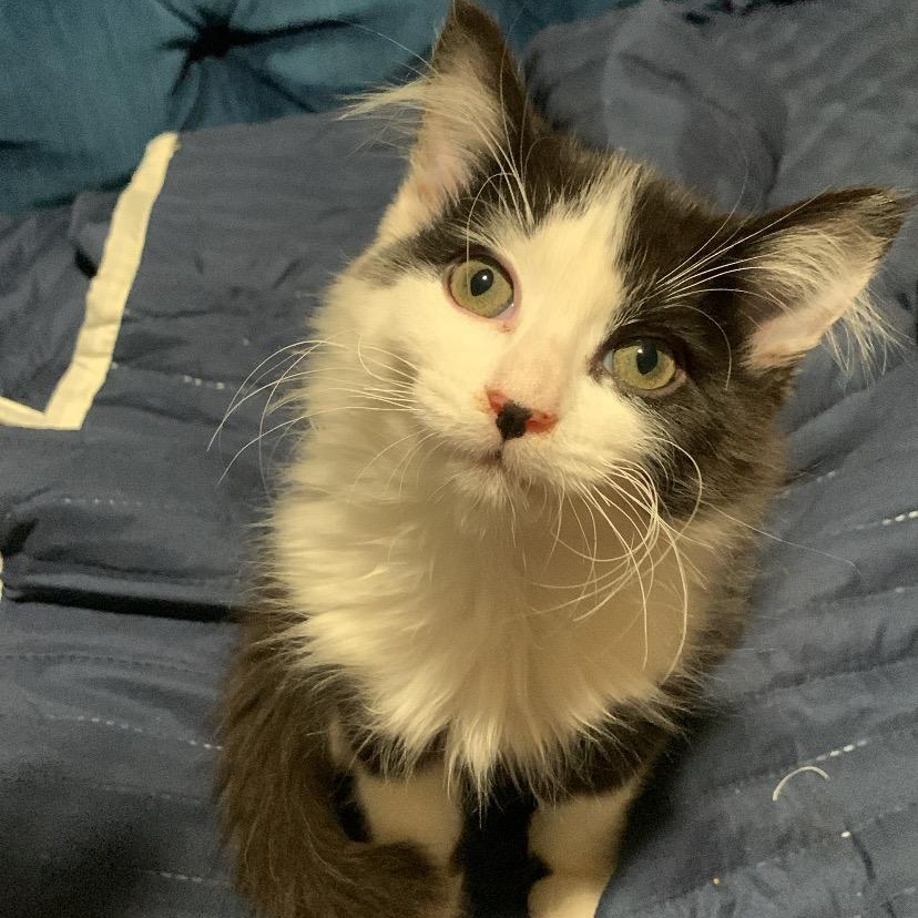 Enlarge Diesel, a Adoptable Domestic Short Hair in Davis, CA image 1/5