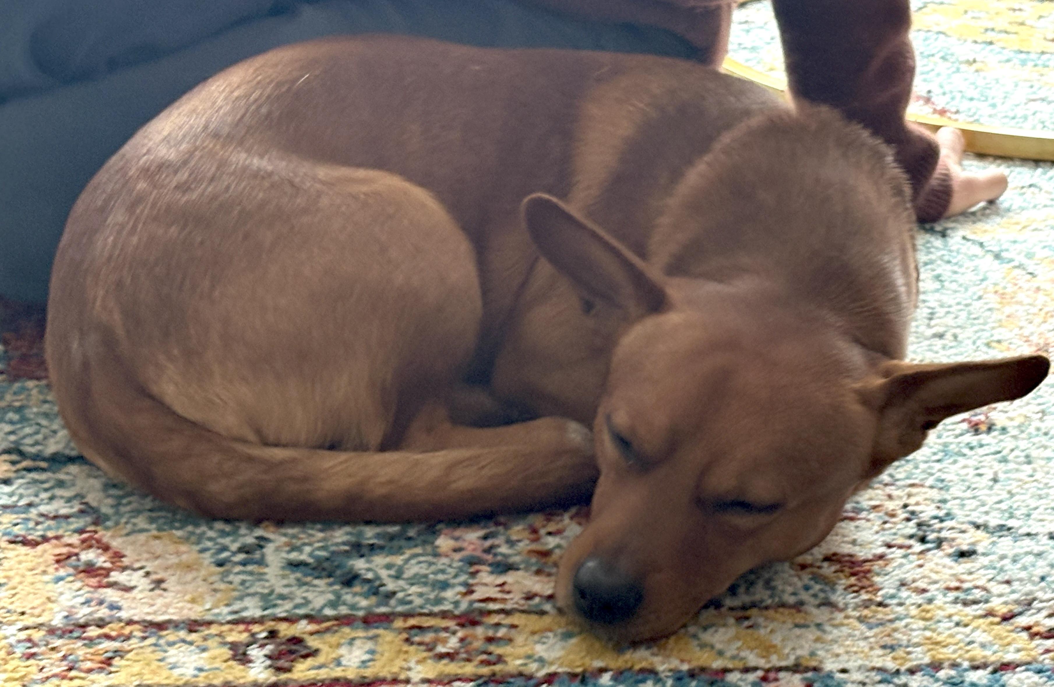 Enlarge Murphy, a ADOPTABLE mixed breed in Brooklyn, NY image 3/6