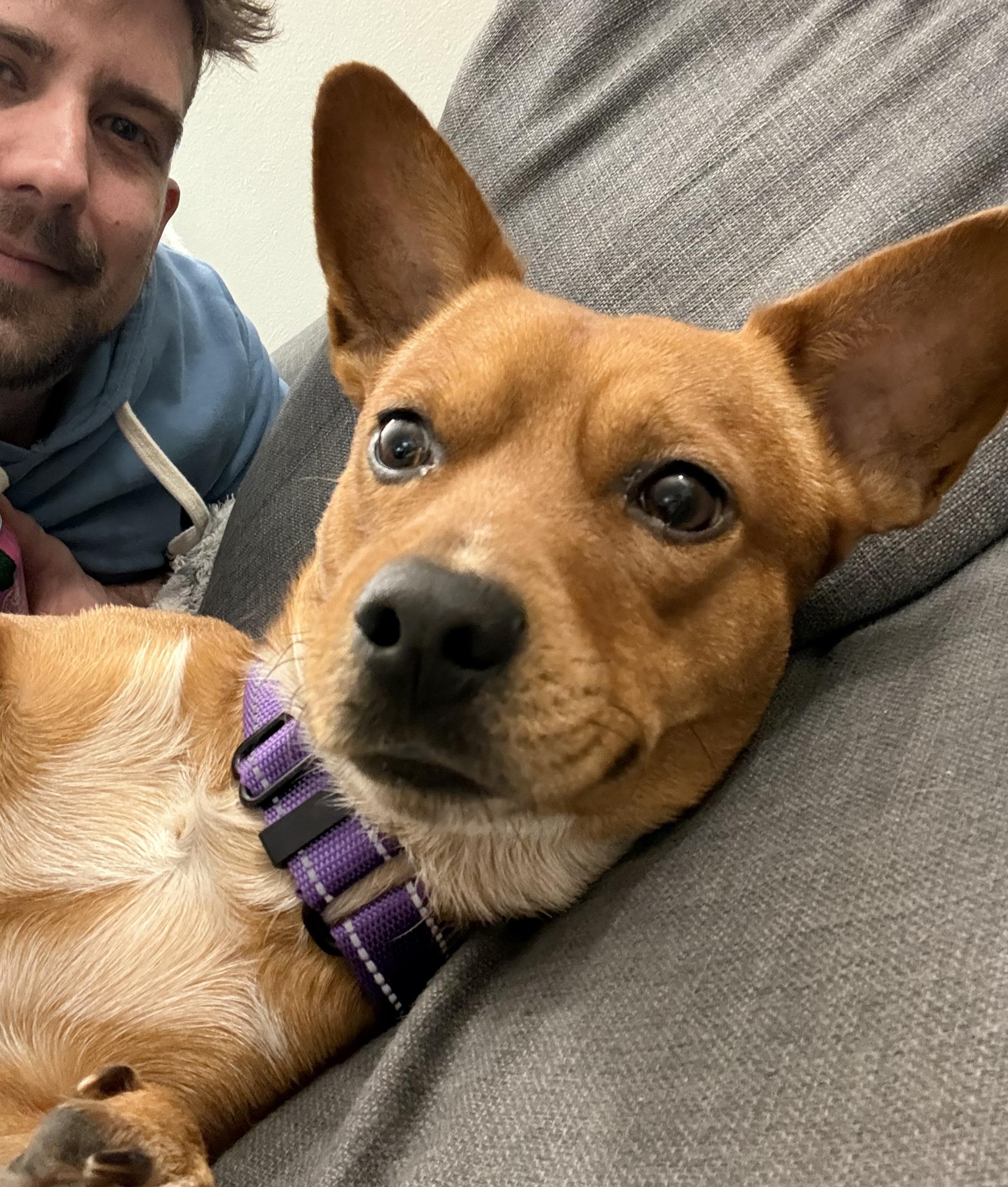 Enlarge Murphy, a ADOPTABLE mixed breed in Brooklyn, NY image 2/6